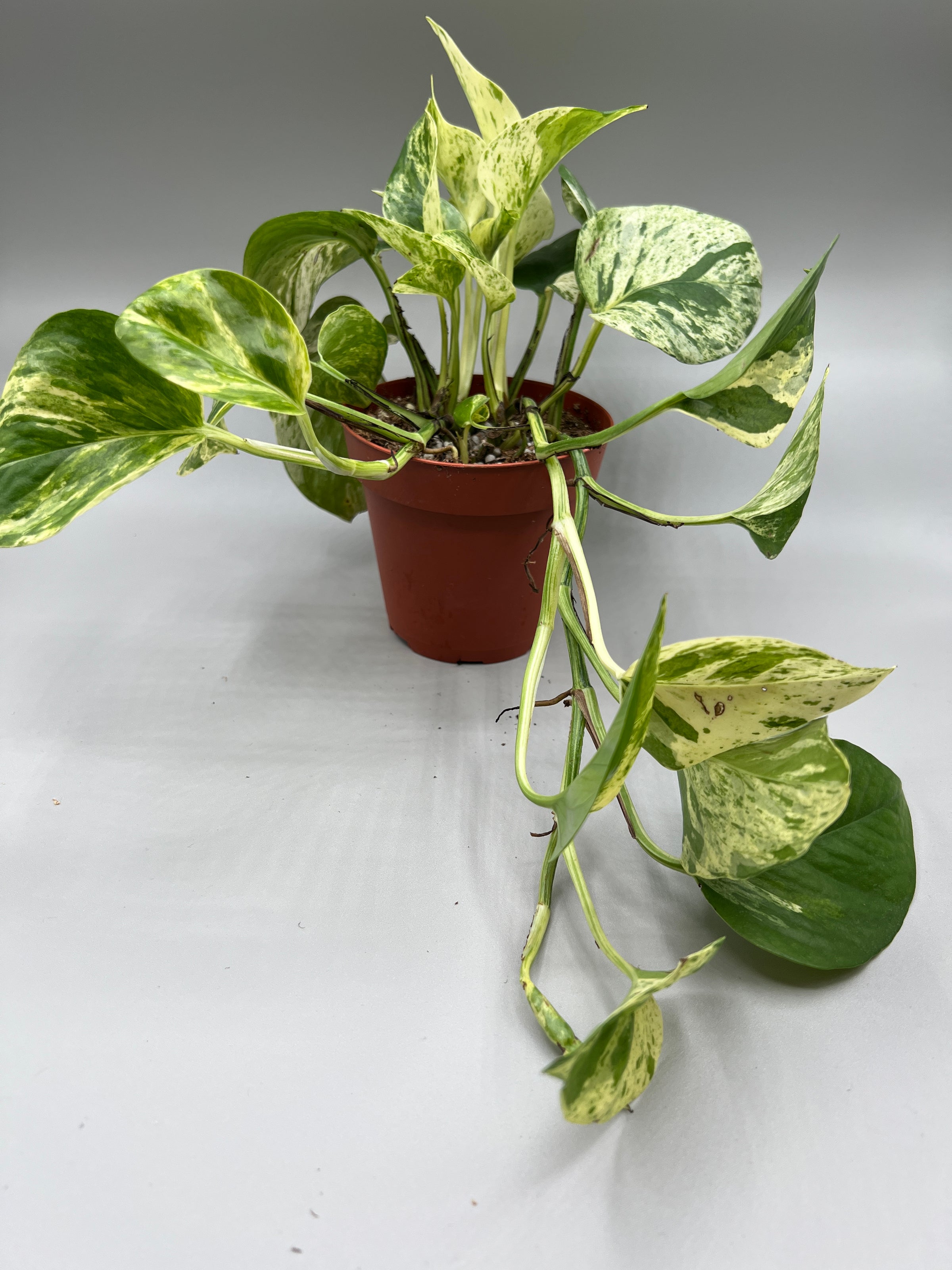 monsera plant Monstera Deliciosa Plant | A.K.A. Swiss Cheese Plant